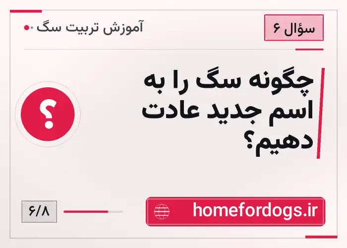 چگونه سگ را به اسم جدید عادت دهیم؟