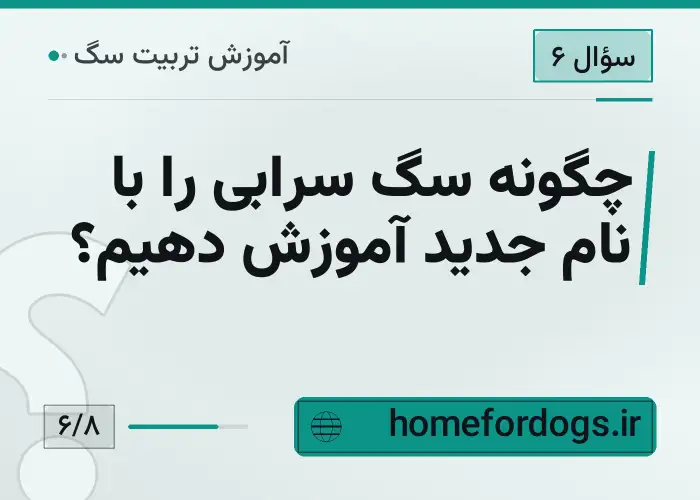 چگونه سگ سرابی را با نام جدید آموزش دهیم؟