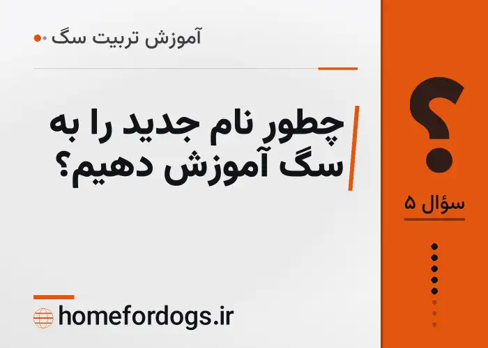 چطور نام جدید را به سگ آموزش دهیم؟