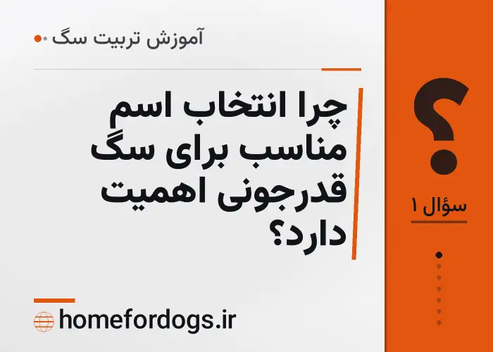 چرا انتخاب اسم مناسب برای سگ قدرجونی اهمیت دارد؟