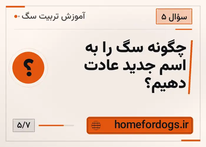 چگونه سگ را به اسم جدید عادت دهیم؟