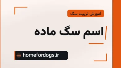 اسم سگ ماده