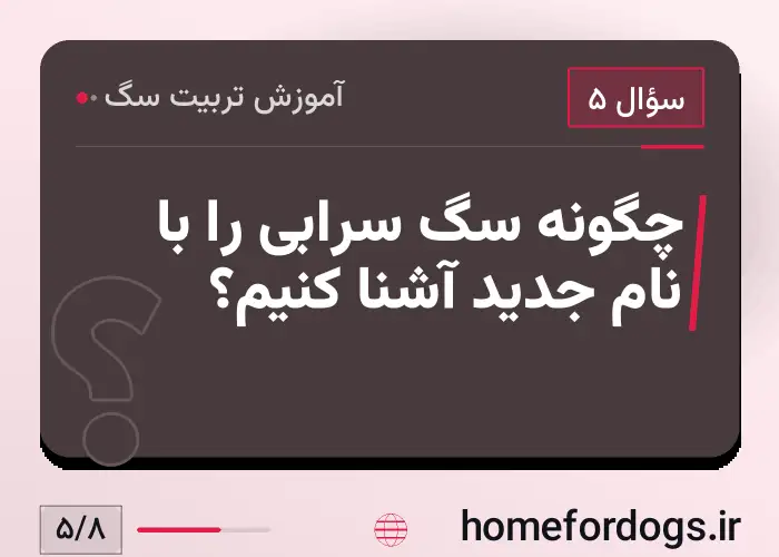 چگونه سگ سرابی را با نام جدید آشنا کنیم؟