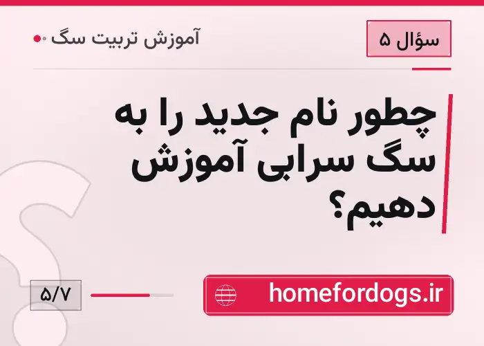 چطور نام جدید را به سگ سرابی آموزش دهیم؟