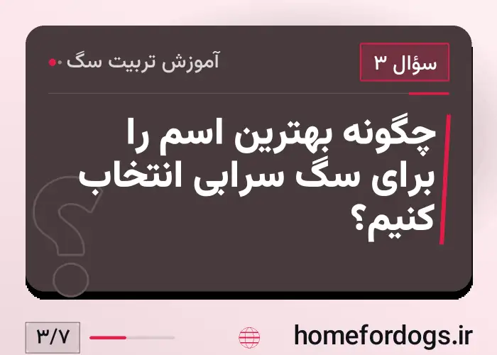 چگونه بهترین اسم را برای سگ سرابی انتخاب کنیم؟