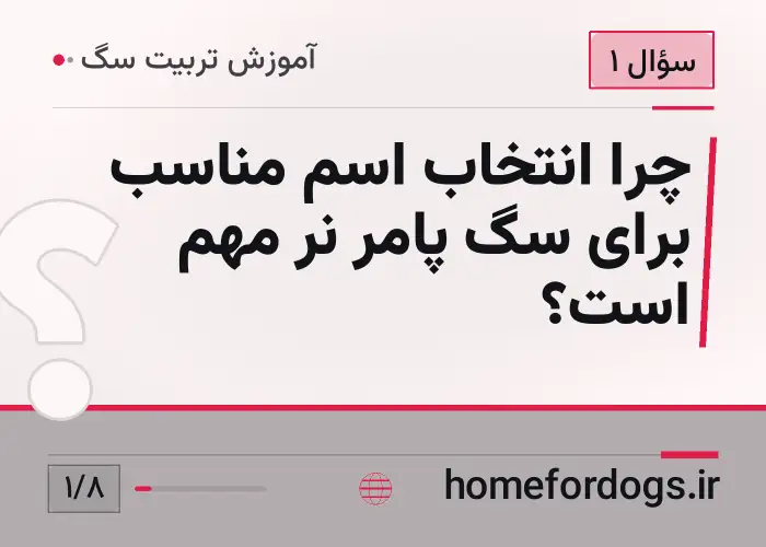چرا انتخاب اسم مناسب برای سگ پامر نر مهم است؟