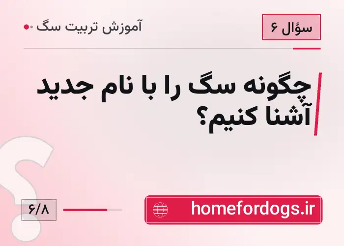 چگونه سگ را با نام جدید آشنا کنیم؟