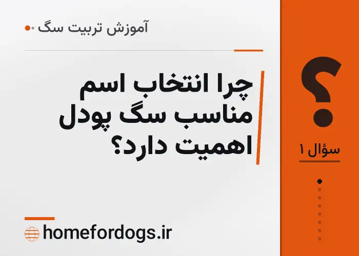 چرا انتخاب اسم مناسب سگ پودل اهمیت دارد؟