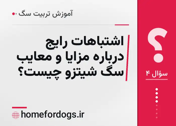 اشتباهات رایج درباره مزایا و معایب سگ شیتزو چیست؟