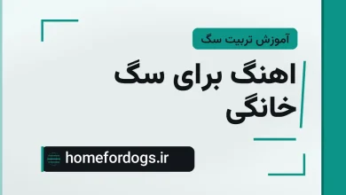 اهنگ برای سگ خانگی