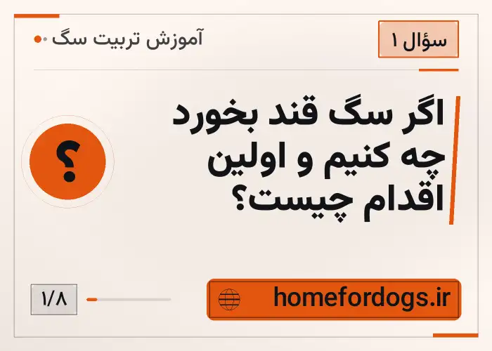 اگر سگ قند بخورد چه کنیم و اولین اقدام چیست؟