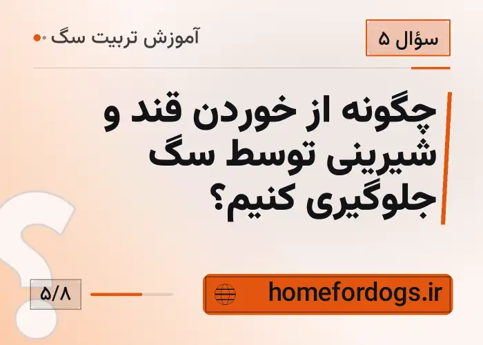 چگونه از خوردن قند و شیرینی توسط سگ جلوگیری کنیم؟