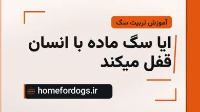 ایا سگ ماده با انسان قفل میکند