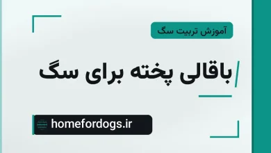 باقالی پخته برای سگ