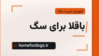 باقلا برای سگ