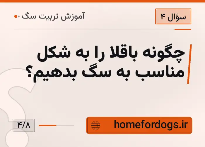 چگونه باقلا را به شکل مناسب به سگ بدهیم؟
