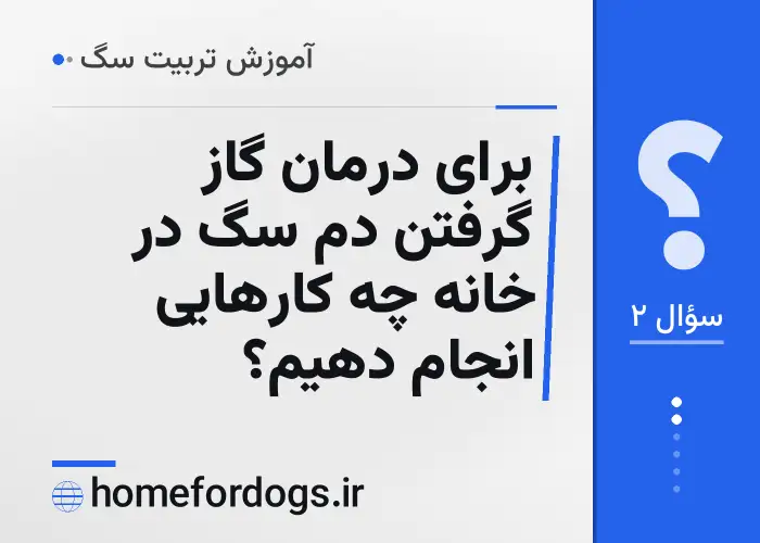 برای درمان گاز گرفتن دم سگ در خانه چه کارهایی انجام دهیم؟