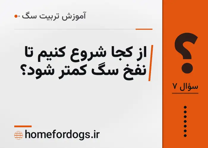 از کجا شروع کنیم تا نفخ سگ کمتر شود؟