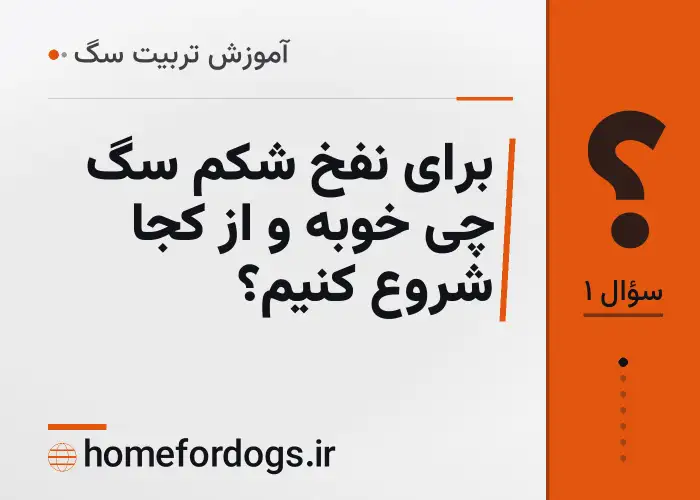 برای نفخ شکم سگ چی خوبه و از کجا شروع کنیم؟