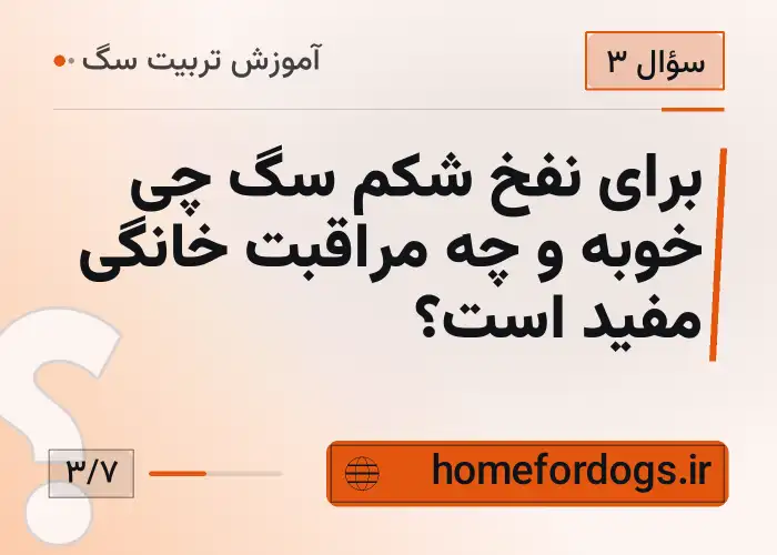 برای نفخ شکم سگ چی خوبه و چه مراقبت خانگی مفید است؟