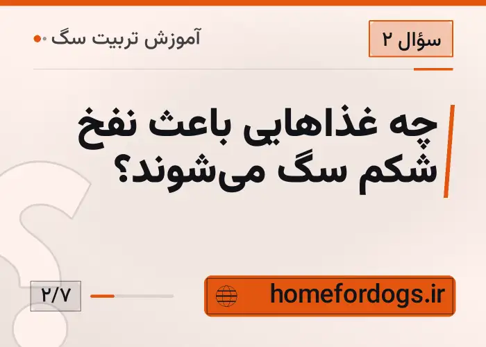 چه غذاهایی باعث نفخ شکم سگ می‌شوند؟