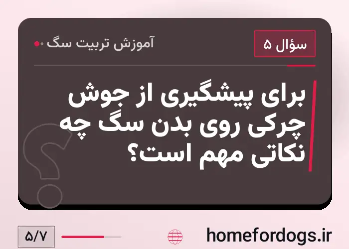 برای پیشگیری از جوش چرکی روی بدن سگ چه نکاتی مهم است؟