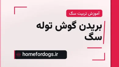 بریدن گوش توله سگ