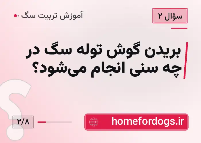 بریدن گوش توله سگ در چه سنی انجام می‌شود؟