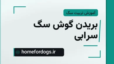 بریدن گوش سگ سرابی