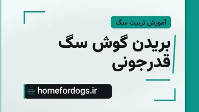 بریدن گوش سگ قدرجونی