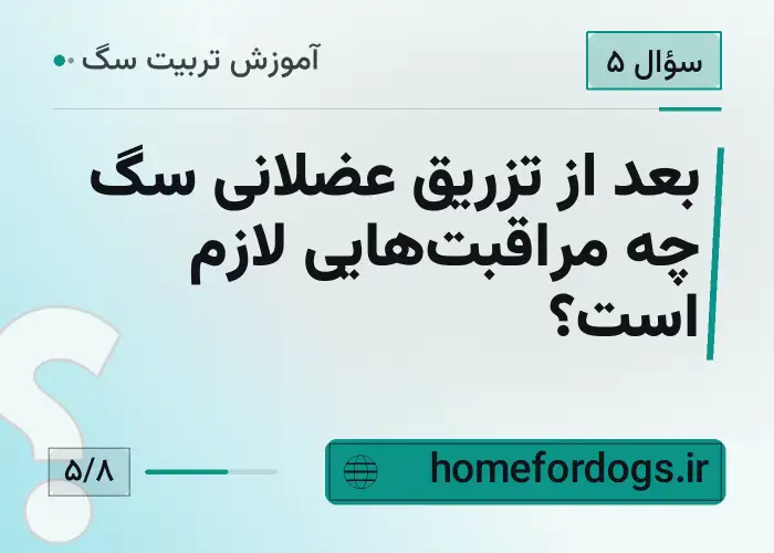 بعد از تزریق عضلانی سگ چه مراقبت‌هایی لازم است؟