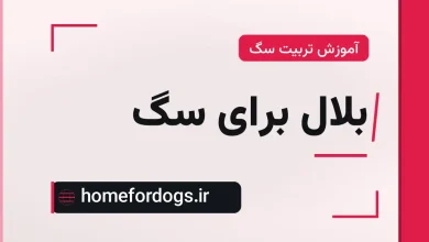 بلال برای سگ