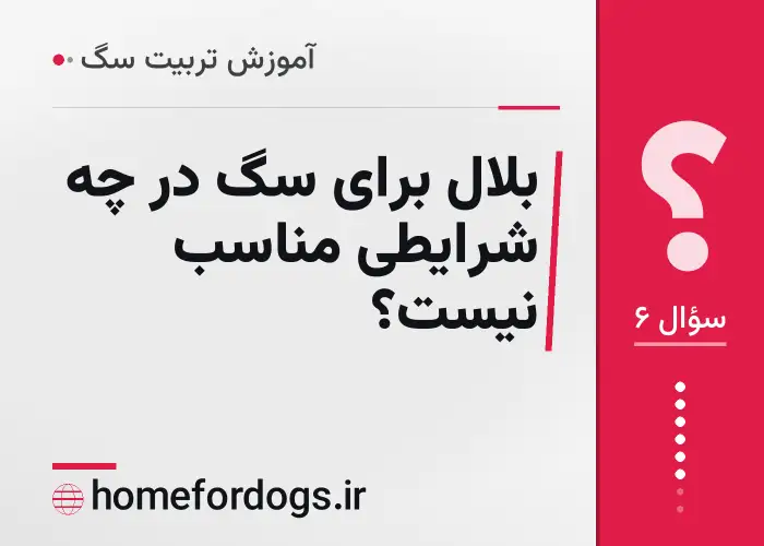 بلال برای سگ در چه شرایطی مناسب نیست؟