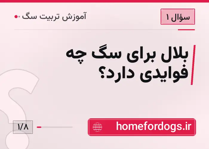 بلال برای سگ چه فوایدی دارد؟