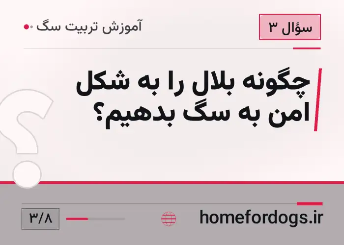چگونه بلال را به شکل امن به سگ بدهیم؟