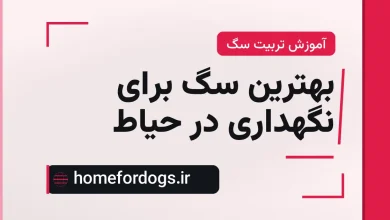 بهترین سگ برای نگهداری در حیاط