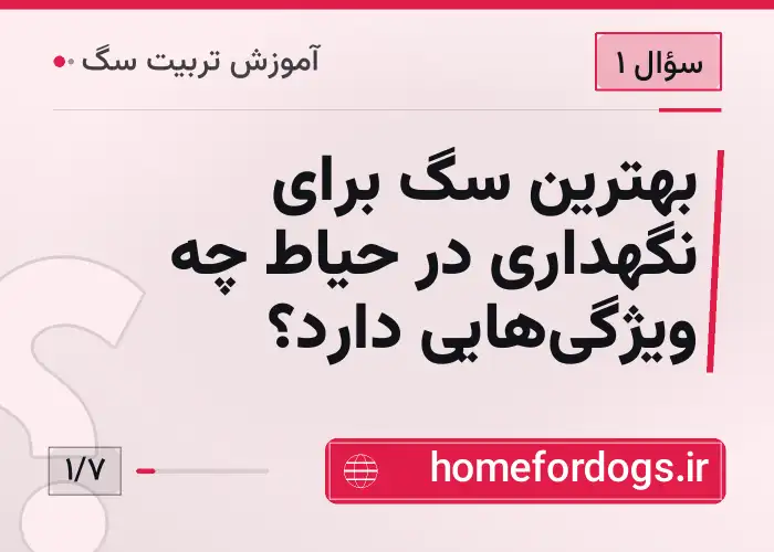 بهترین سگ برای نگهداری در حیاط چه ویژگی‌هایی دارد؟