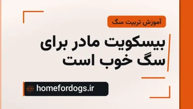 بیسکویت مادر برای سگ خوب است