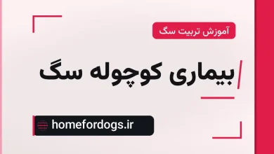 بیماری کوچوله سگ