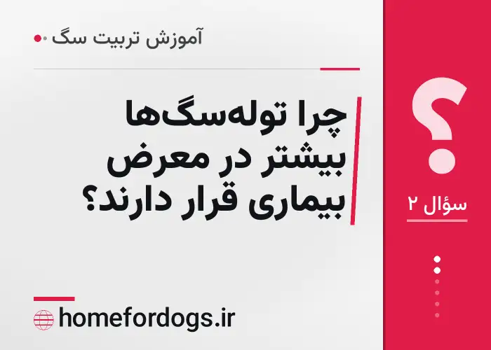چرا توله‌سگ‌ها بیشتر در معرض بیماری قرار دارند؟