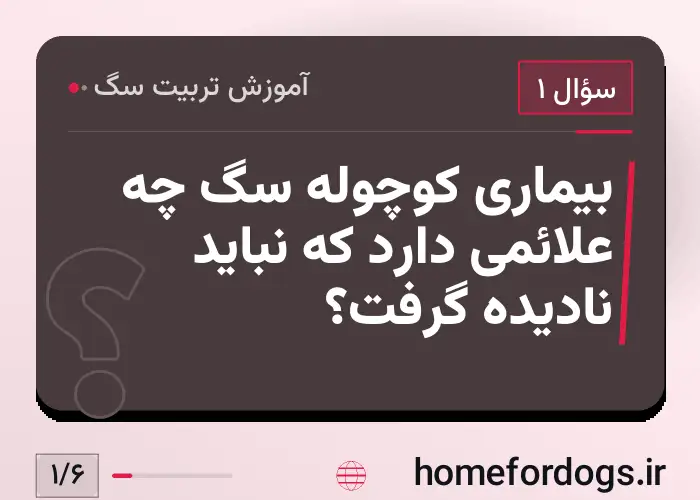 بیماری کوچوله سگ چه علائمی دارد که نباید نادیده گرفت؟