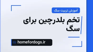 تخم بلدرچین برای سگ