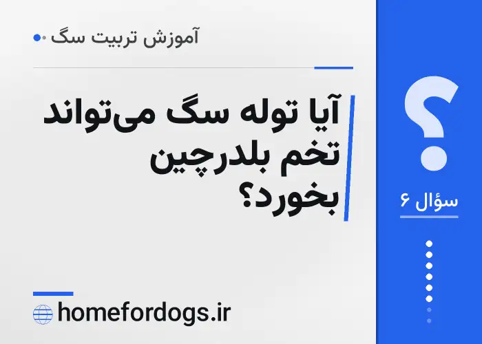 آیا توله سگ می‌تواند تخم بلدرچین بخورد؟
