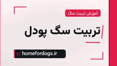 تربیت سگ پودل