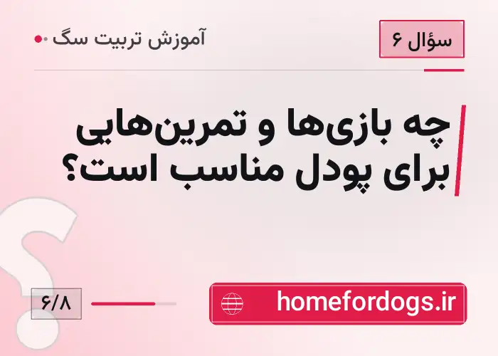 چه بازی‌ها و تمرین‌هایی برای پودل مناسب است؟