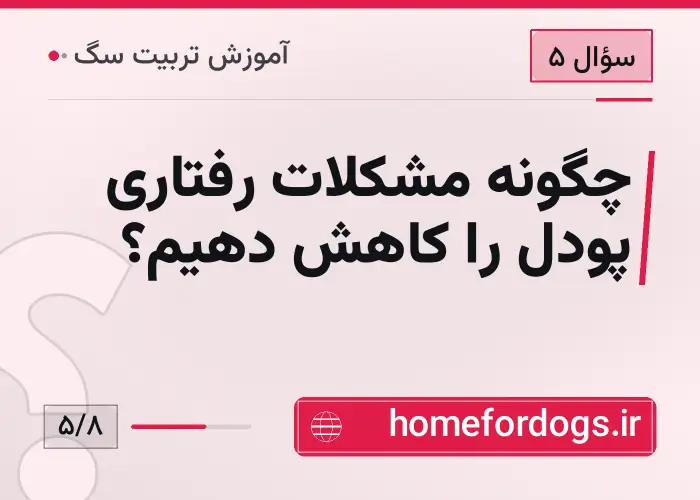 چگونه مشکلات رفتاری پودل را کاهش دهیم؟