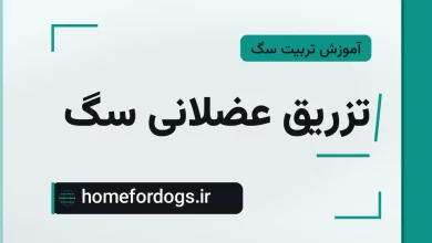 تزریق عضلانی سگ