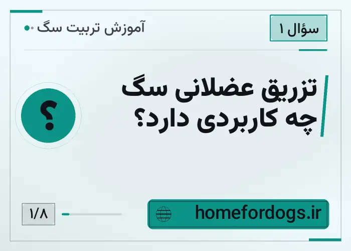 تزریق عضلانی سگ چه کاربردی دارد؟