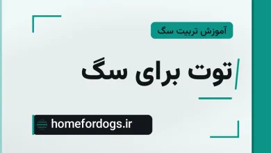 توت برای سگ
