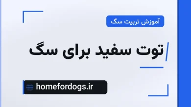 توت سفید برای سگ